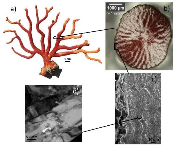 Quel est le lien entre le corail rouge de Méditerranée et les nanosciences ?