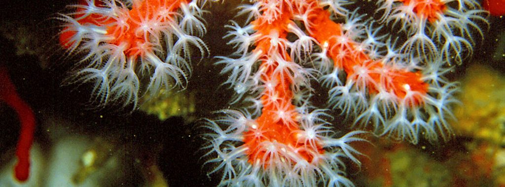 Quel est le lien entre le corail rouge de Méditerranée et les nanosciences ?