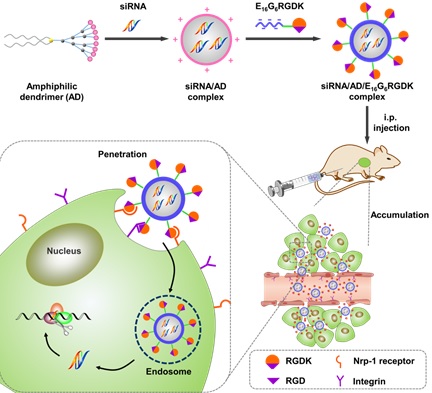 A dual targeting dendrimer-mediated siRNA delivery system for effective gene silencing in cancer therapy 1